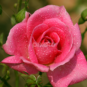 by Bharat Dudeja - Flowers Single Flower