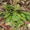 Common Sorrel or garden sorrel