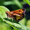 Hobomok Skipper