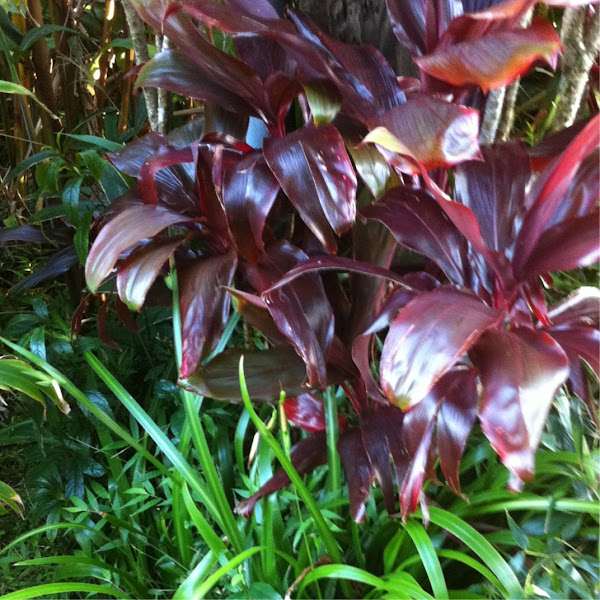 Red Ti Leaf Project Noah