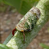 Planthopper