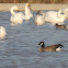 Aleutian Cackling Goose