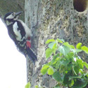 Greaater Spotted Woodpecker