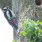 Greaater Spotted Woodpecker