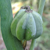 Louisiana Iris Seedpod