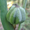 Louisiana Iris Seedpod