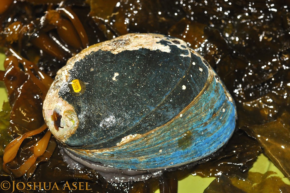 Black Abalone (Endangered)