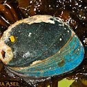Black Abalone (Endangered)
