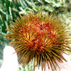 Sea urchin. Erizo común