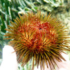 Sea urchin. Erizo común