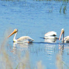 American White Pelican