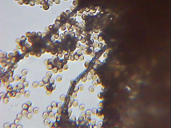 groening's slime or wolf's milk spores | Project Noah