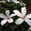 Fragrant hibiscus