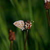 icarusblauwtje (Polyommatus icarus)