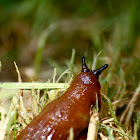 red slug