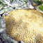 Smooth Brain Coral