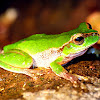 Pearsons Tree Frog