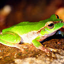 Pearsons Tree Frog