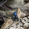 Blue Poison Arrow Frog