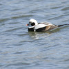 long-tailed Duck
