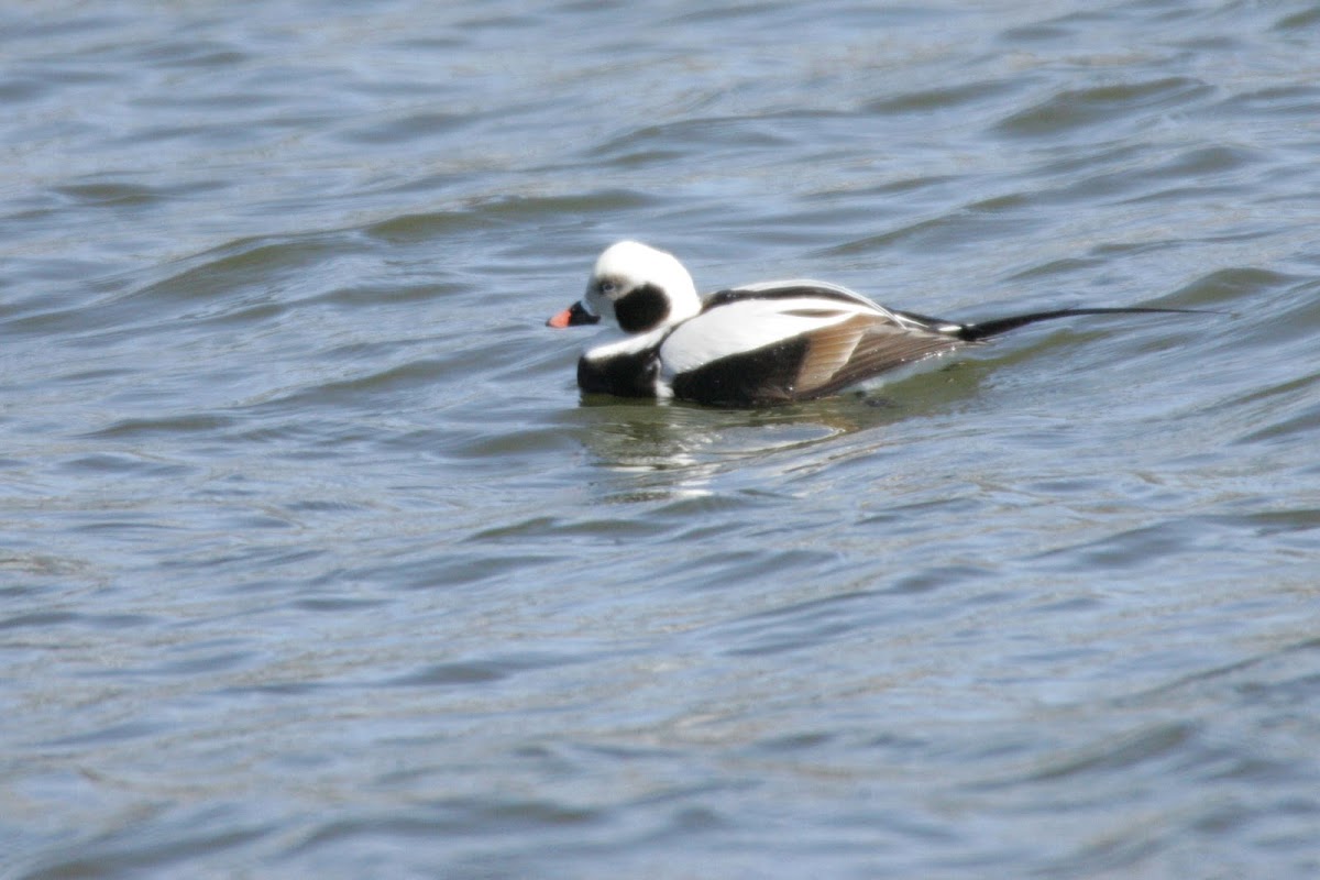 long-tailed Duck