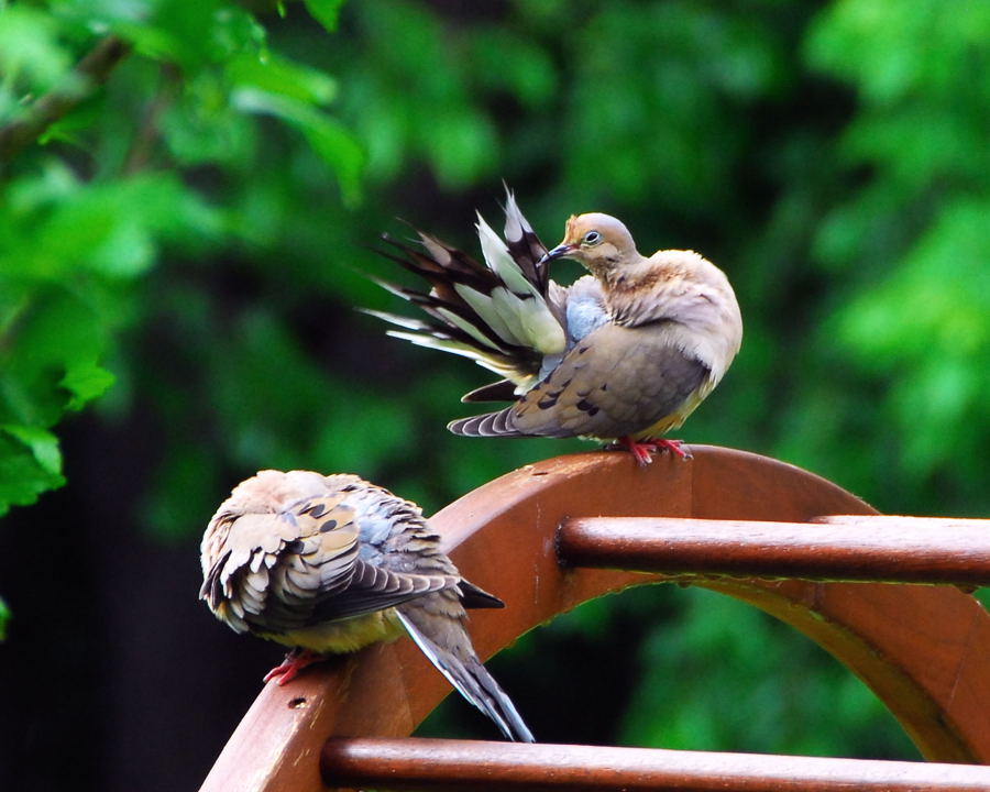 Mourning Doves