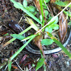 Northern Redback Salamander (Leadback Phase)