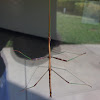 Northern Walkingstick, male