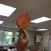 dogwood leaf