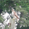 Red-tailed Hawk