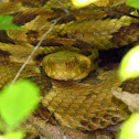 Timber Rattlesnake - yellow phase