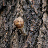 Brown garden snail