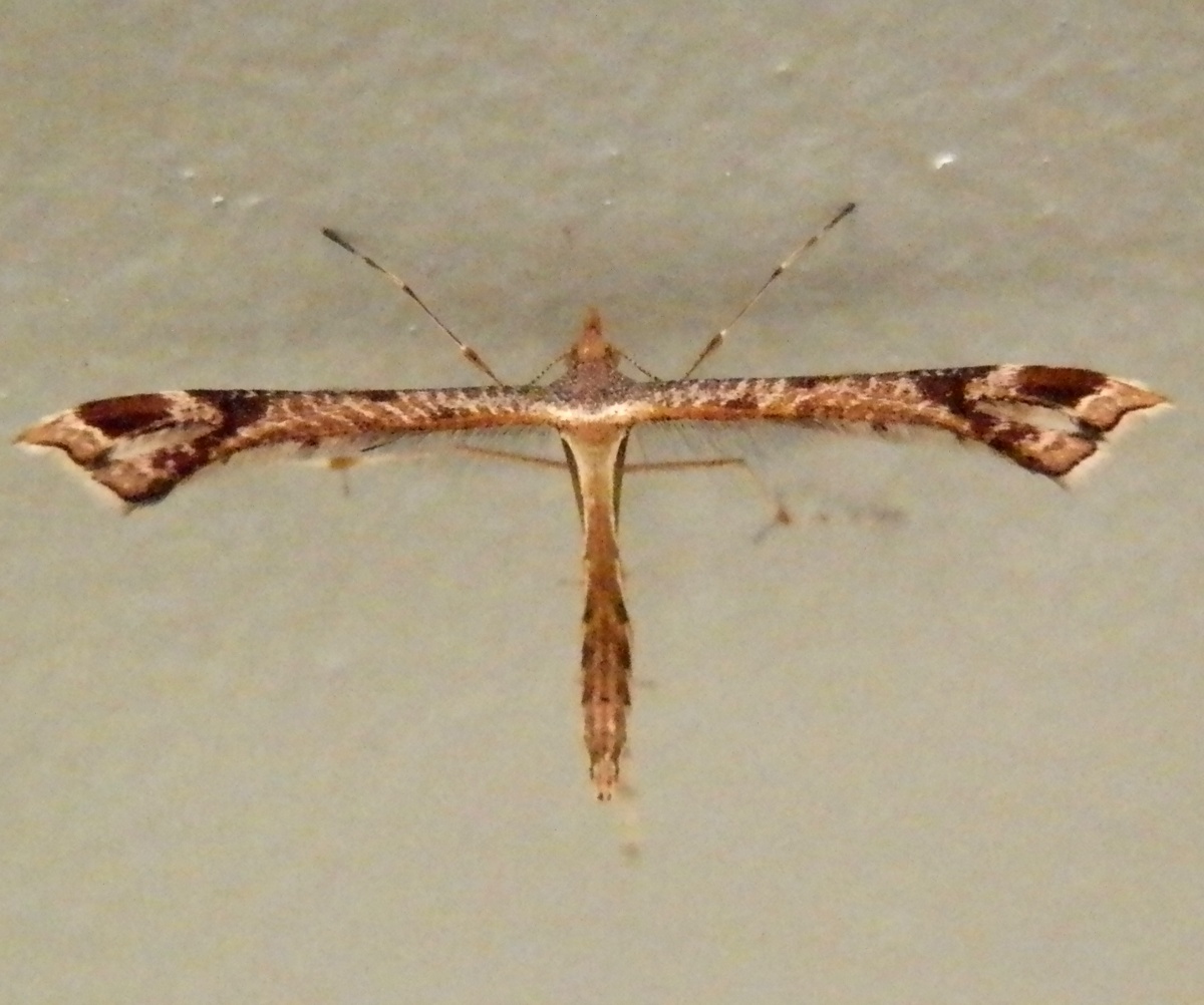 Platyptilia Plume Moth
