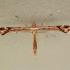 Platyptilia Plume Moth