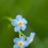 Water Forget-me-not 