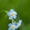 Water Forget-me-not 
