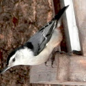 White-breasted Nuthatch ?