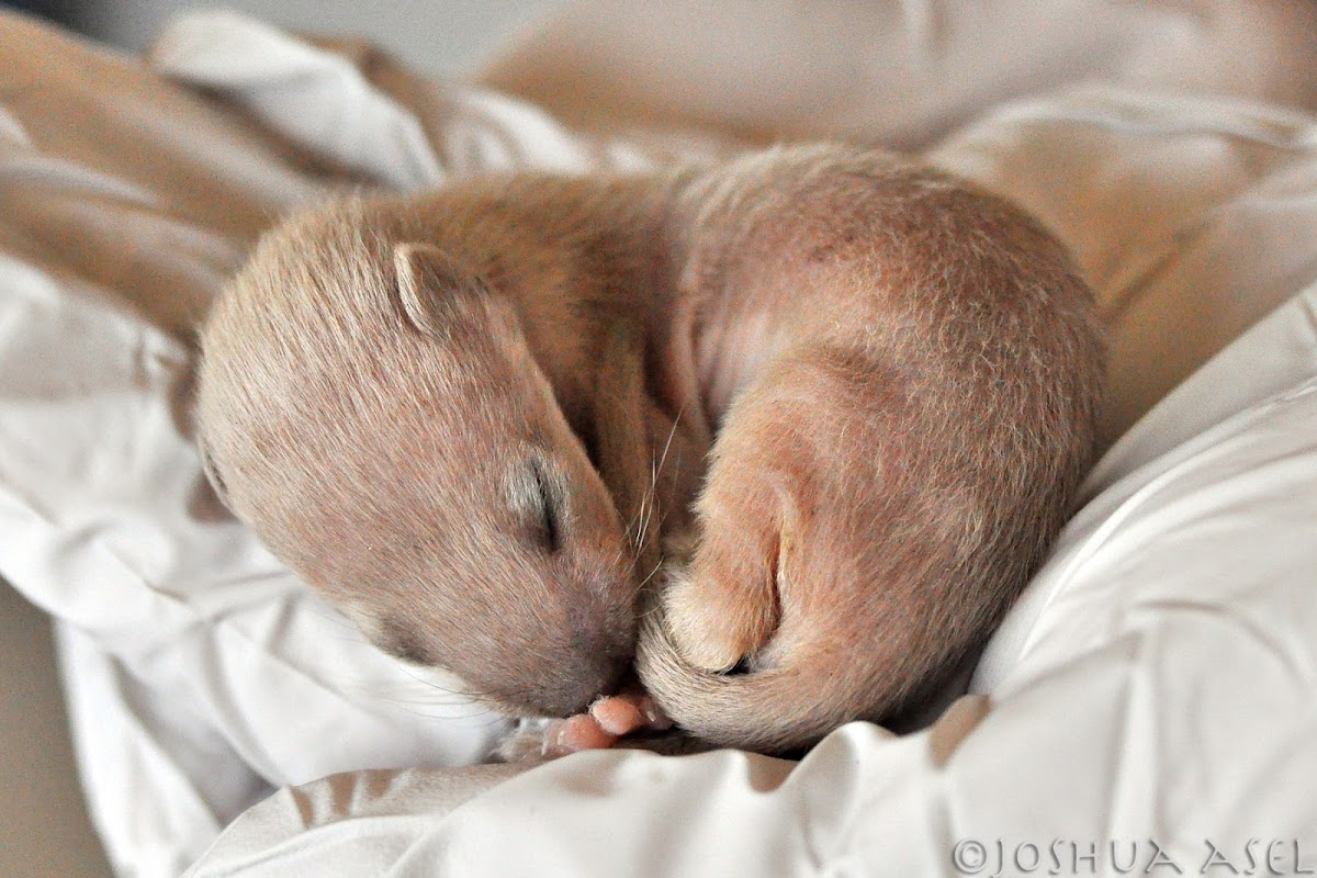 Baby Long-tailed Weasel