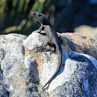 Black girdled lizard