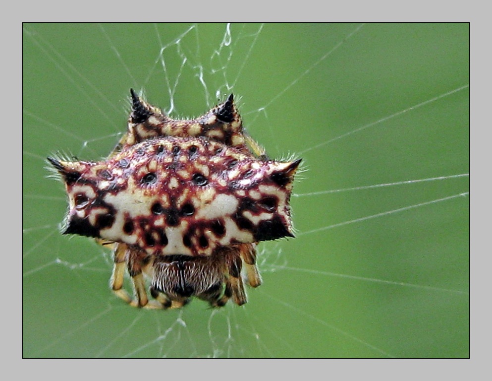 Spinybacked Orbweaver Spider