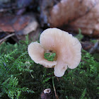 deformed "split cap" mushroom