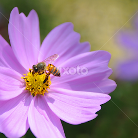 Enjoy... by Leka Huie - Flowers Single Flower