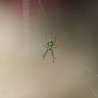 Orchard Orbweaver