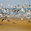 Black Skimmers