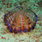 Variable Fire Urchin