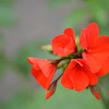 Garden Geranium