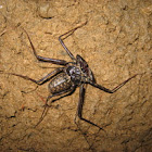 araña alacran