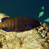 Peacock grouper