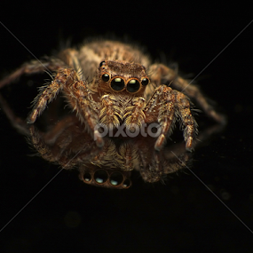 Hello darkside of me  by Virgani Dhirgacahya - Animals Insects & Spiders