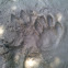 Raccoon Footprints